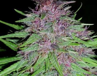 Ace Seeds - Violeta cannabis seed