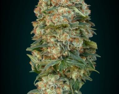 Advanced Seeds - Afghan Skunk cannabis seed