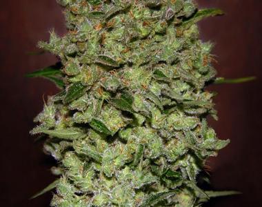 Advanced Seeds - Biodiesel Mass Auto cannabis seed