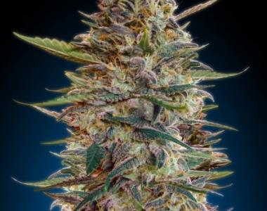 Advanced Seeds - Blue Diesel Auto cannabis seed