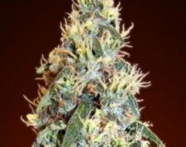 Advanced Seeds - Jack Herer Auto cannabis seed