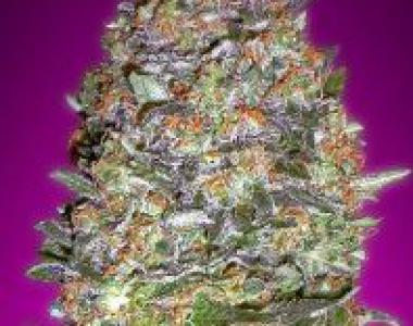 Advanced Seeds - NYCD Auto cannabis seed