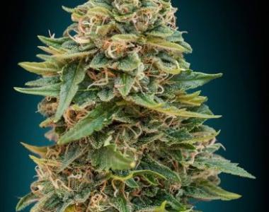 Advanced Seeds - Skunk 47 Auto cannabis seed