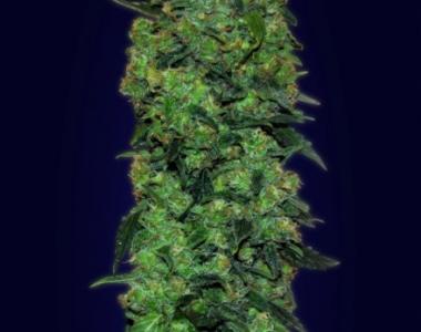 Advanced Seeds - Skunk Mass Auto cannabis seed