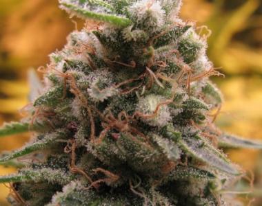 Advanced Seeds - Top 69 Auto cannabis seed