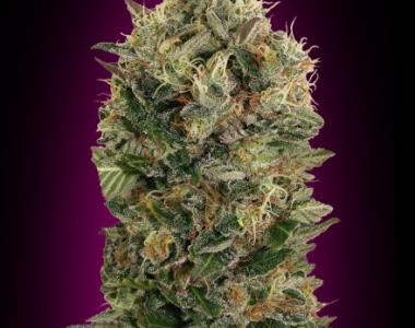Advanced Seeds - Black Diesel cannabis seed