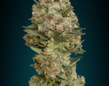 Advanced Seeds - Critical cannabis seed