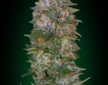 Advanced Seeds - Critical Soma cannabis seed
