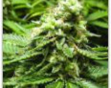 Advanced Seeds - Early Widow cannabis seed