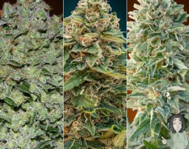 Advanced Seeds - Feminised Collection #2 cannabis seed