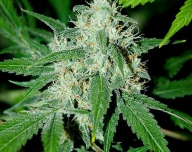 Advanced Seeds - Haze Mist cannabis seed