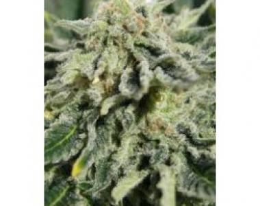 Advanced Seeds - Heavy Bud cannabis seed