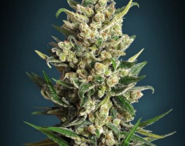 Advanced Seeds - Ice Kush cannabis seed