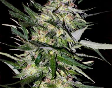 Advanced Seeds - Jack Plant cannabis seed