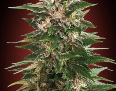 Advanced Seeds - Kaya 47 cannabis seed