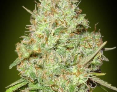 Advanced Seeds - Shark Widow cannabis seed
