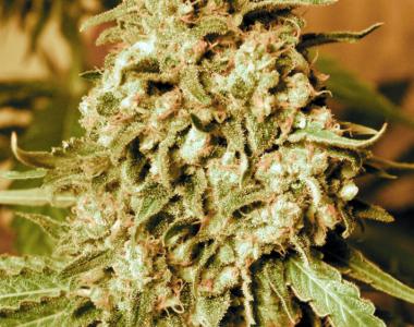 Advanced Seeds - Somango Widow cannabis seed