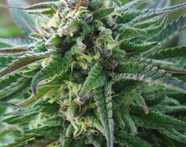 Advanced Seeds - White Kush cannabis seed