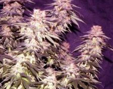 Apothecary Genetics - Blue Afi cannabis seed