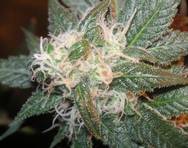 Apothecary Genetics - Bubba Berry cannabis seed