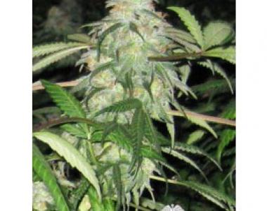 Apothecary Genetics - BWB OG cannabis seed