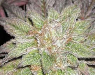 Apothecary Genetics - Canna Berry cannabis seed