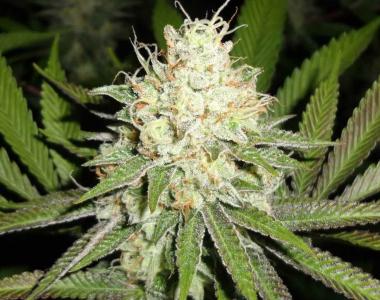 Apothecary Genetics - Cherry OG cannabis seed