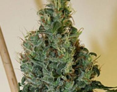Apothecary Genetics - Congo OG cannabis seed
