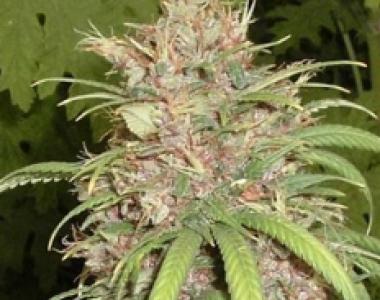 Apothecary Genetics - Congo Nigerian Hash Plant cannabis seed