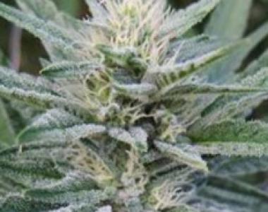 Apothecary Genetics - Durbin OG cannabis seed