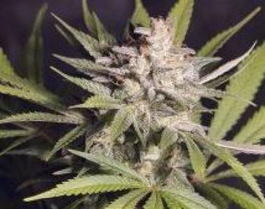 Apothecary Genetics - Frosty Berry cannabis seed