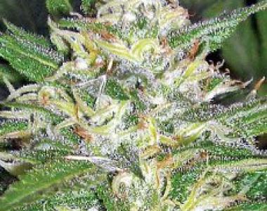 Apothecary Genetics - Headband x Pre 88 G13 x Caramel cannabis seed