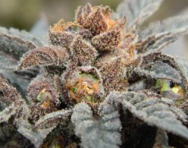 Apothecary Genetics - Lemon x Nigerian Hash Plant cannabis seed