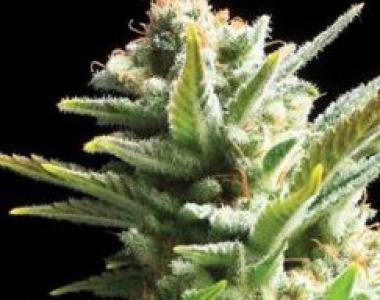 Apothecary Genetics - Orange Berry cannabis seed