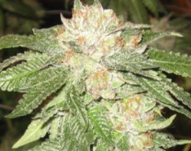 Apothecary Genetics - Rascal OG cannabis seed