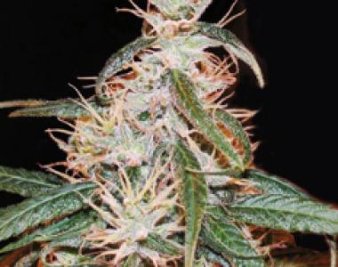 Apothecary Genetics - Yoruba x Nigerian Hash Plant cannabis seed