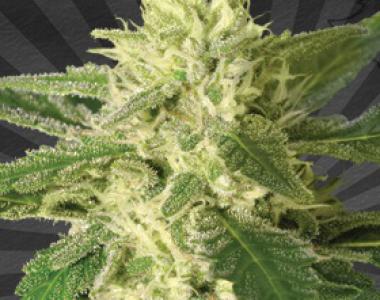 Auto Seeds - Auto 1 cannabis seed
