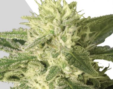 Auto Seeds - Auto 1 cannabis seed