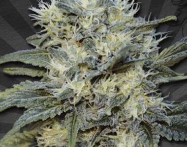 Auto Seeds - Auto Chemdog cannabis seed