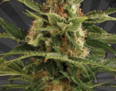 Auto Seeds - Auto Pounder cannabis seed