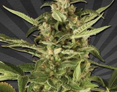 Auto Seeds - Juicy Lucy Auto cannabis seed
