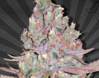 Auto Seeds - Berry Ryder cannabis seed