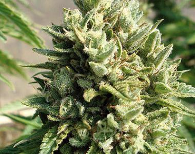 Auto Seeds - Candy Kush cannabis seed