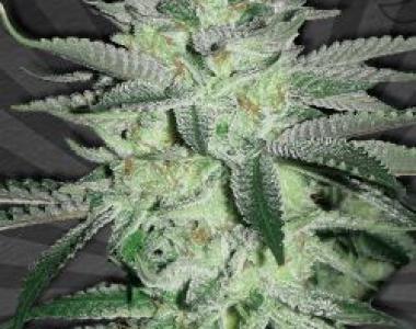 Auto Seeds - Diesel Berry cannabis seed
