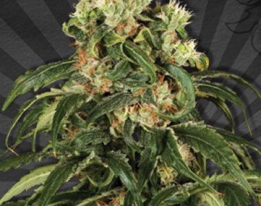 Auto Seeds - Hijack cannabis seed