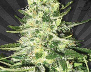 Auto Seeds - MiG 29 cannabis seed