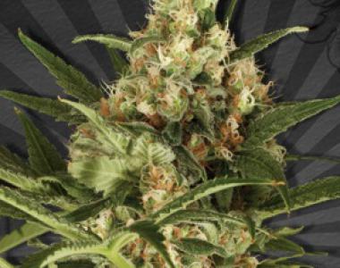 Auto Seeds - Pineapple Punch cannabis seed