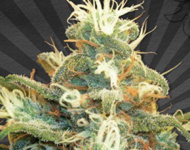 Auto Seeds - Polar Express cannabis seed