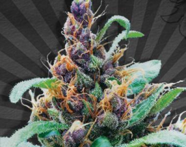 Auto Seeds - Purple Stilton cannabis seed