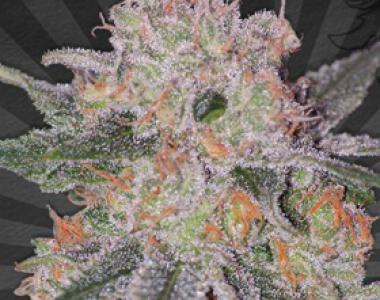 Auto Seeds - Trans Siberian cannabis seed